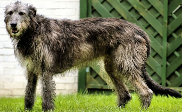 Irish Wolfhound